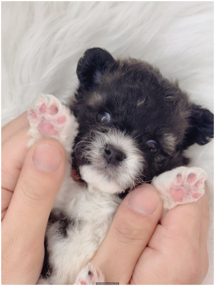  실버 파티 푸들 분양했어요! 나의 새로운 가족이 된 후기