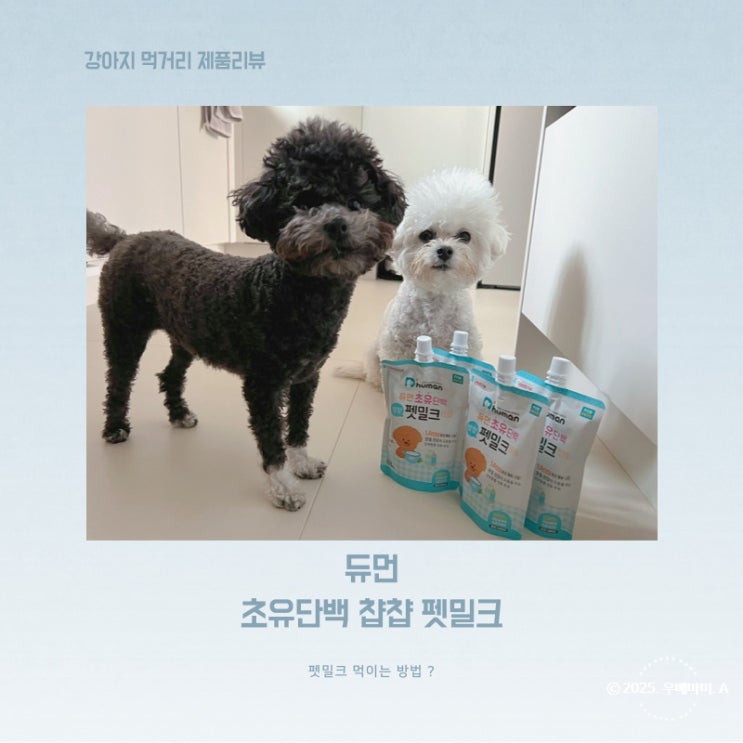  듀먼 초유단백 챱챱 펫밀크 먹방, 음수량 늘리는 급여 방법 총정리