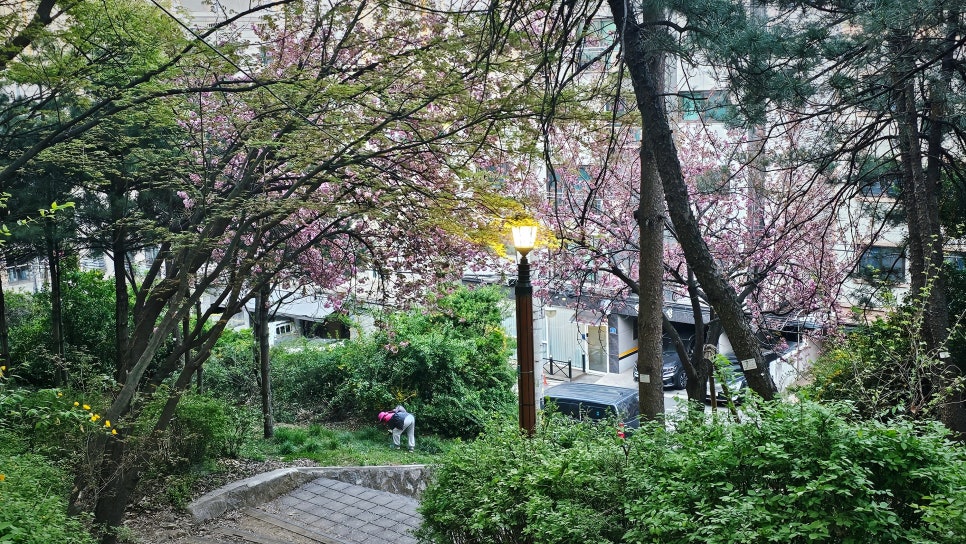 쌍대 사진 1