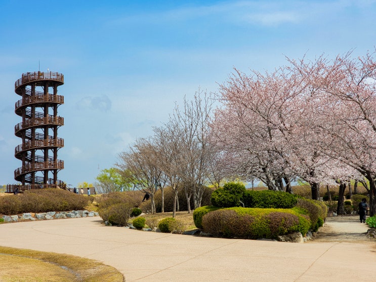  경기도 시흥 벚꽃 명소, 이제 벚꽃이 개화 중인 갯골생태공원(만개 현황, 실시간)