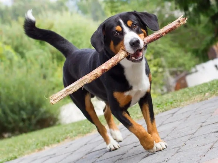  스위스 명견 아펜젤러 젠넨훈트 Appenzeller Sennenhund 이야기