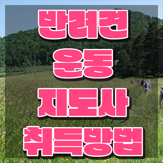  반려견운동지도사자격증 합격 후기 및 학습과정