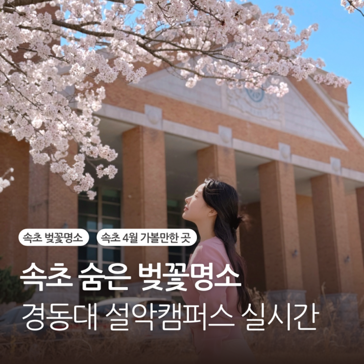  속초 경동대 설악캠퍼스 벚꽃 명소 실시간 상황