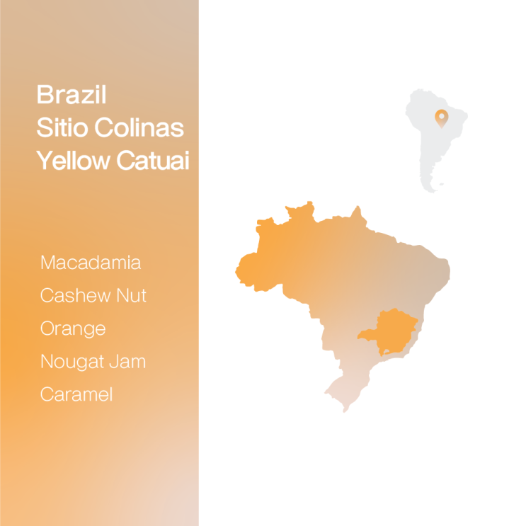  [생두 & 로스팅 리뷰] - 브라질 시티오 콜리나스 옐로우 카투아이 펄프드 내추럴 - Brazil Sitio Colinas Yellow Catuai Pulped Natural