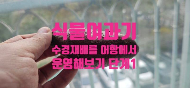 고구마와 청경채를 어항에서 키워보자 1부