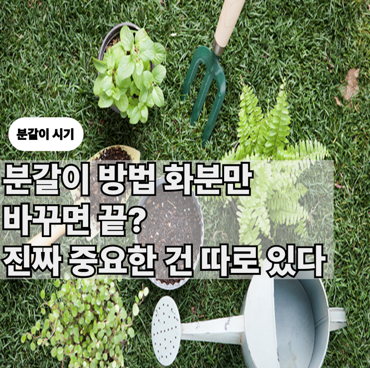  분갈이방법 화분만 바꾸면 끝? 진짜 중요한 건 따로 있다