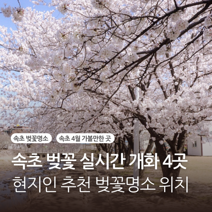  속초 벚꽃 실시간 개화 현지인추천 벚꽃명소 4곳 영랑호 경동대