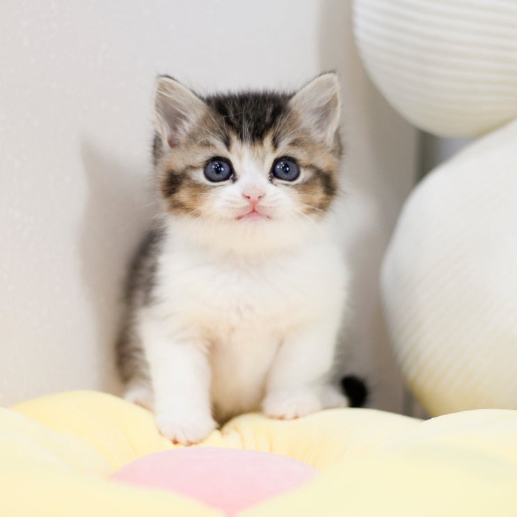  고양이 간식, 종류별 특징과 추천까지 해드릴게요