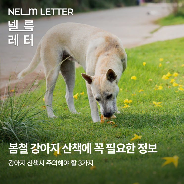 [NEL:특집] 강아지 봄 산책할 때 조심해야 할 것들 총정리