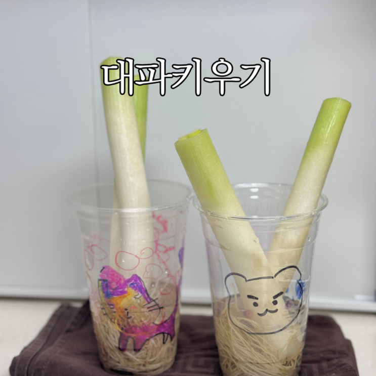  집에서 대파키우기, 물로 키우는 수경재배 방법 흙 재배방법