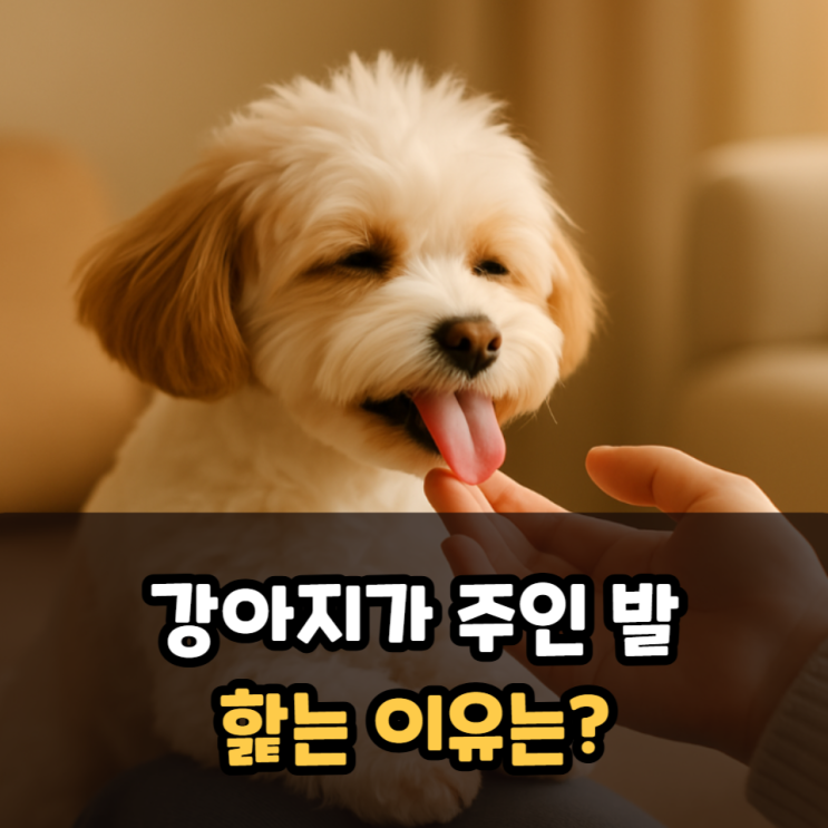  강아지가주인발을핥는이유는?