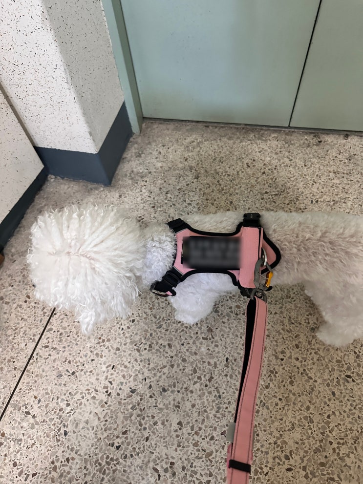  [페오펫몰 추천템] 니즈더펫 인터라켄 하네스&리드줄 강아지 산책용품