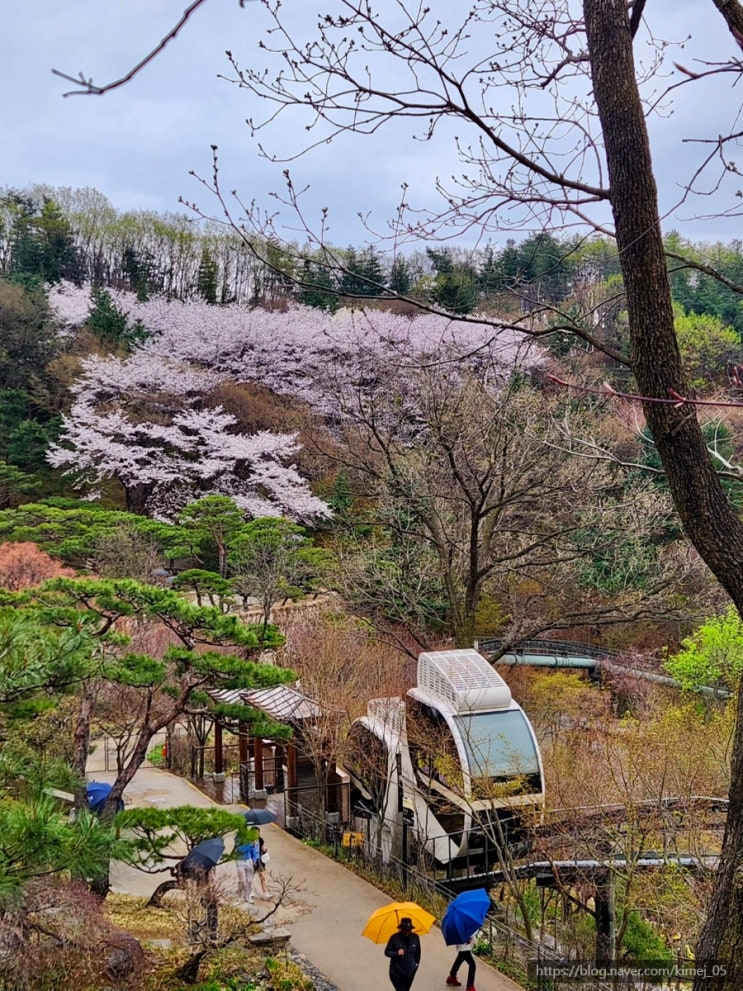  경기도 광주 곤지암 화담숲 모노레일 예약 벚꽃 수선화 실시간