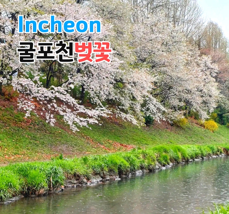 벚꽃 비 오면 가야하는 이유 인천 부평 굴포천 벚꽃길 실시간 비올 때