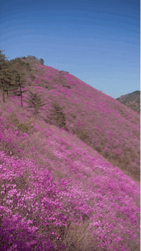  엄마랑 창원 천주산 등산 후기 | 천주산 정상 진달래 개화 상태