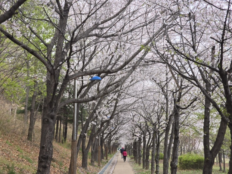  25.04.14 인천 벚꽃 명소! 논현포대 근린공원 산책! (현재 개화 상황!)