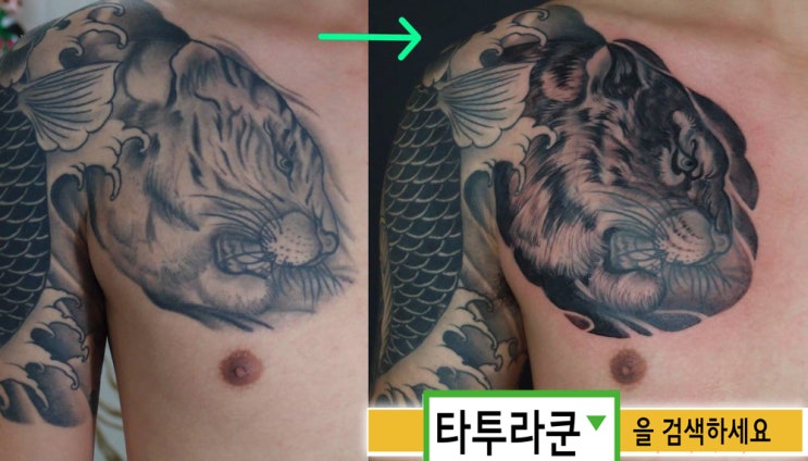  호랑이 가슴타투 인상 수정/ 터치업타투 전후사진 [홍대 타투라쿤]