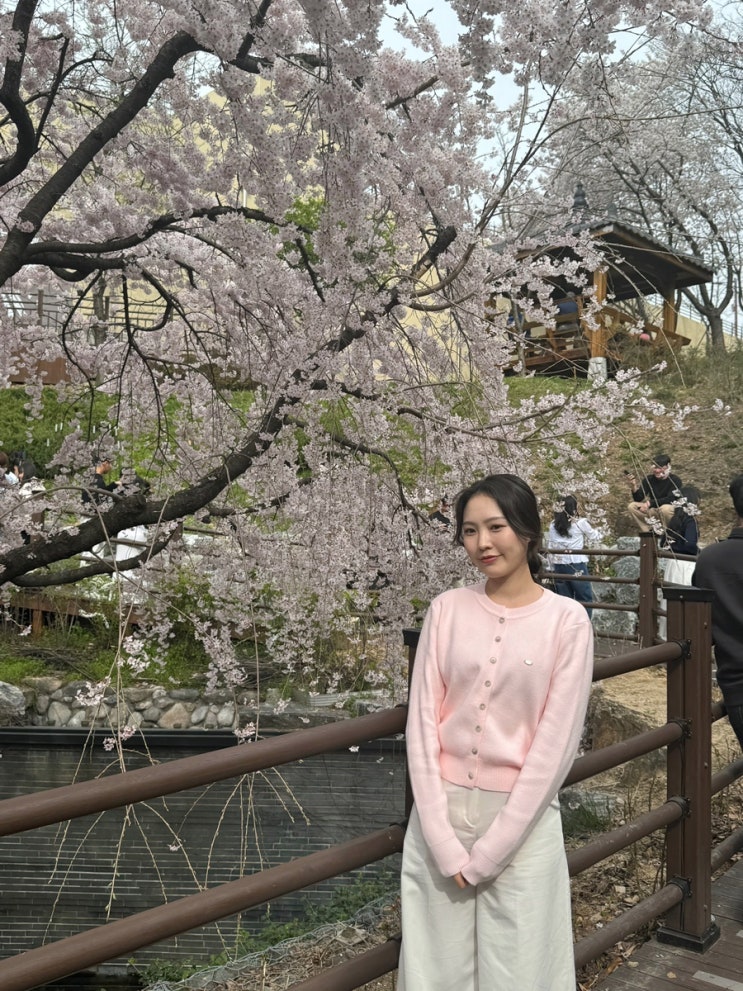  대구 꽃놀이 수양 벚꽃명소 앞산빨래터 방문기