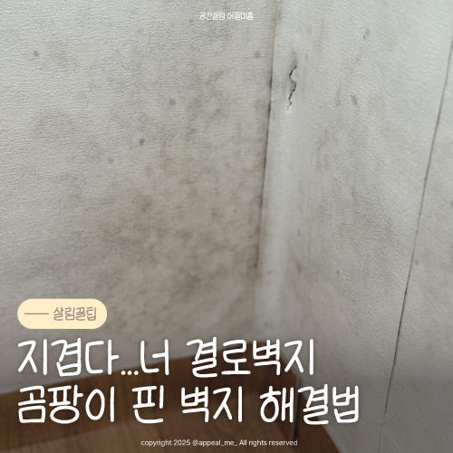  벽지 곰팡이 제거 방법 생기는 원인 가정집 8개 사용 후 해결