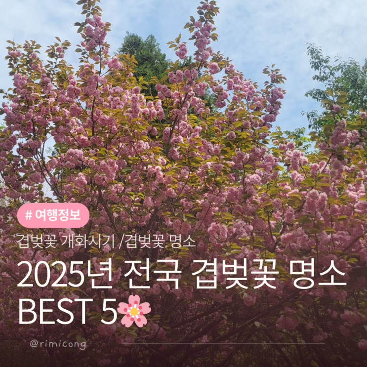  2025년 전국 겹벚꽃 명소 BEST 5개화시기 알아보고 봄나들이 가자.