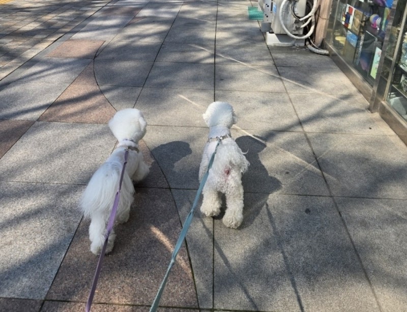댕댕타임