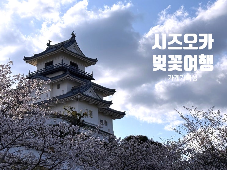  시즈오카 여행, 벚꽃 시즌 공항 근처 일본 감성 명소 추천