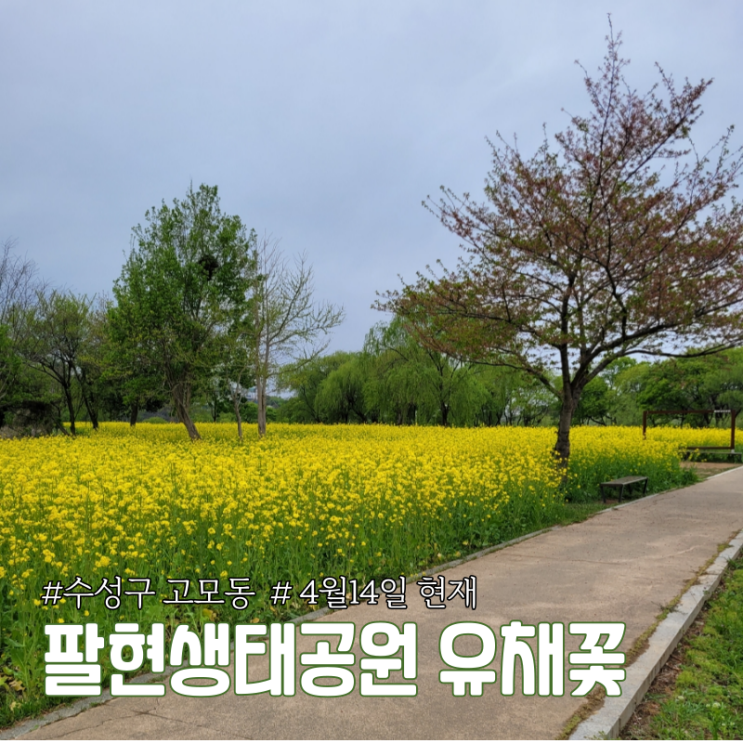 대구 수성구 고모동 유채꽃밭 팔현생태공원 산책