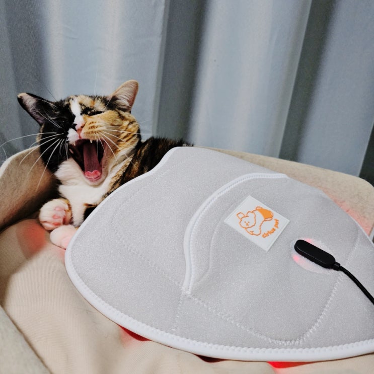  고양이 근적외선 찜질기 따땃패드 임상테스트완료