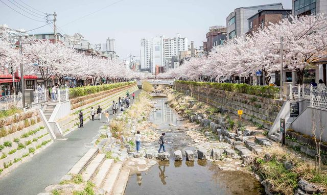  청계천 인근서 포악한 외래동물 발견... 미국선 식재료인 위험한 파충류