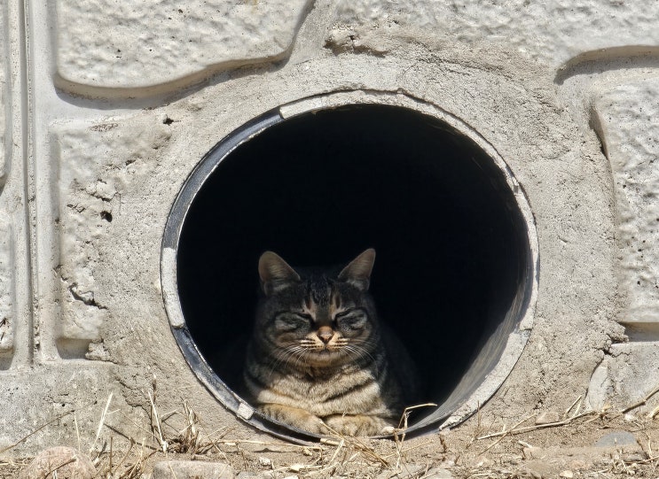  공지발표