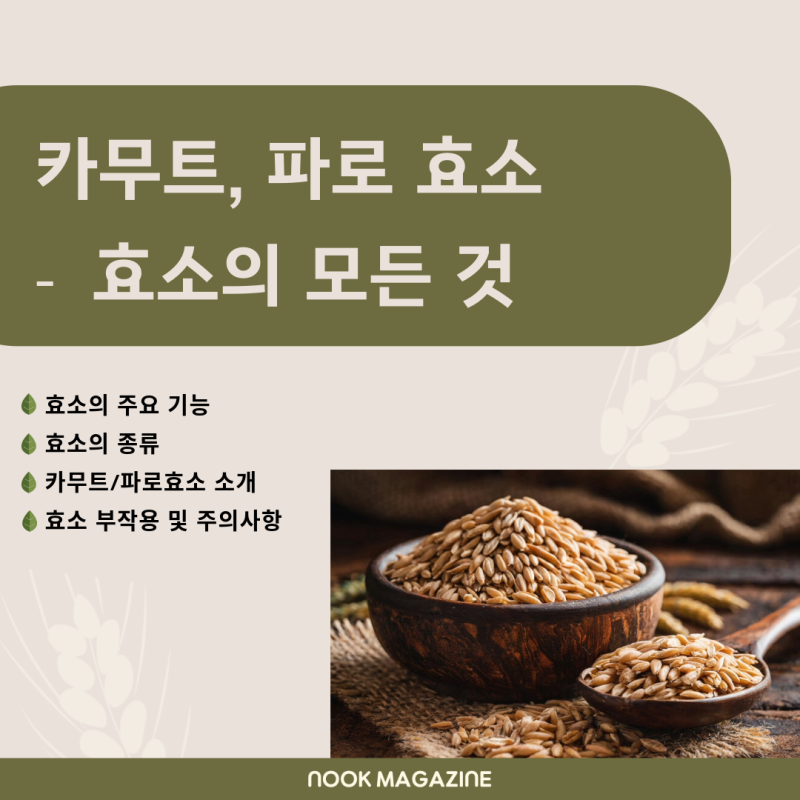 카무트효소 파로효소 요즘 뜨는 효소 도대체 뭐길래?-효소의 모든 것