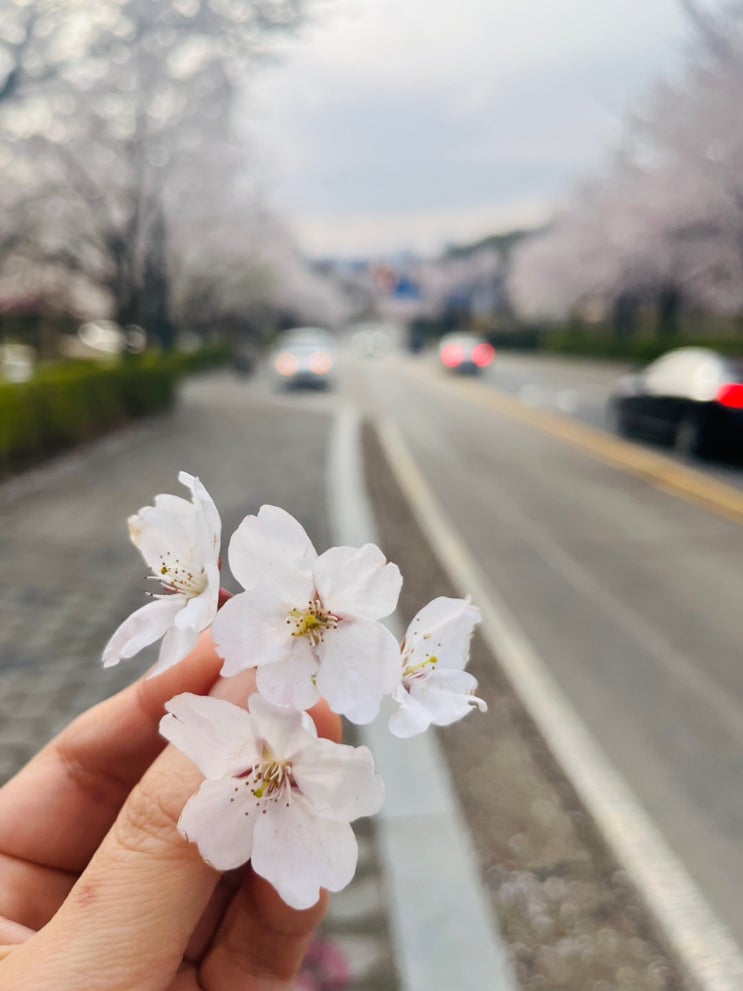  모락산산터널 벚꽃구경(의외로 소문안 난 의왕,평촌 벚꽃명소)