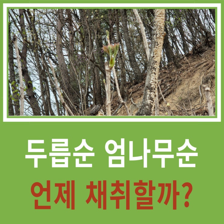  두릅순과 엄나무순 채취하러 언제 산으로 가면 좋을까?
