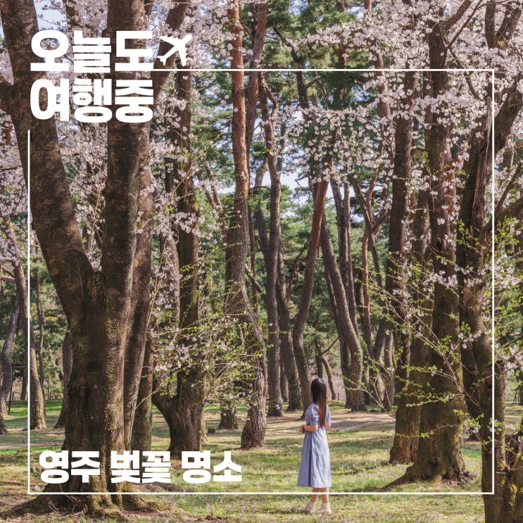  소문 나기 전에 가야 할 영주의 조용한 벚꽃길 4곳