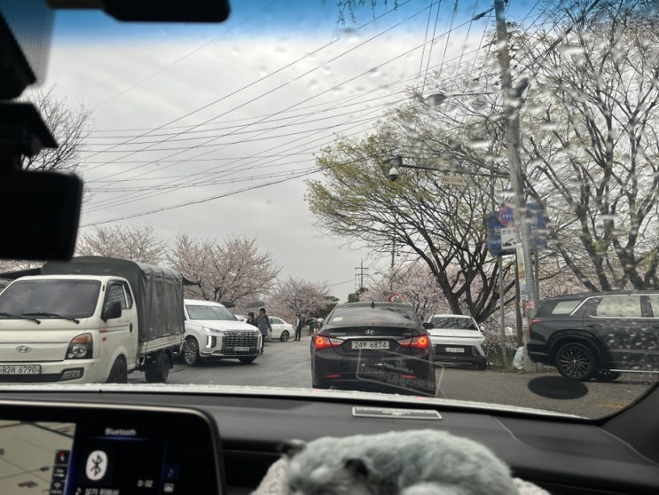  황구지천 벚꽃 구경 나들이 추천