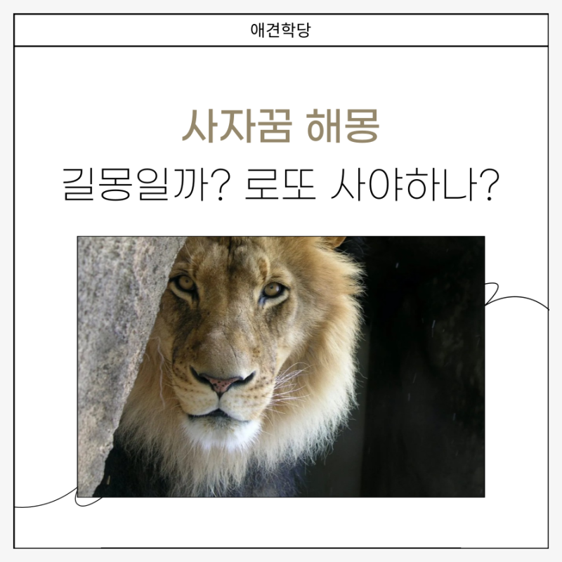 사자꿈 해몽, 사자나오는 꿈 물리는 꿈 길몽일까?