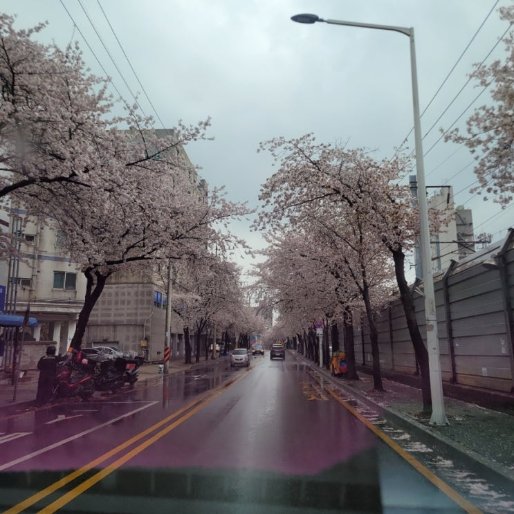 [벚꽃길] 우리집 동암역근처 벚꽃길~ 퇴근이 즐겁다