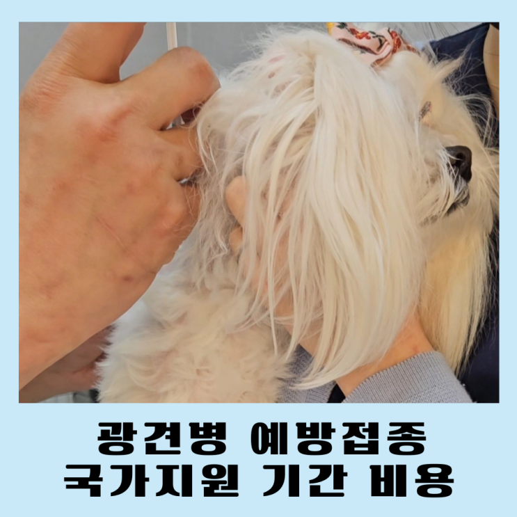  인천 광견병예방접종 지원 기간 비용 서구 리스트