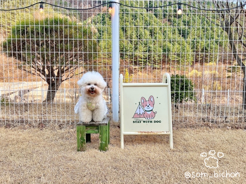 스테이위드독