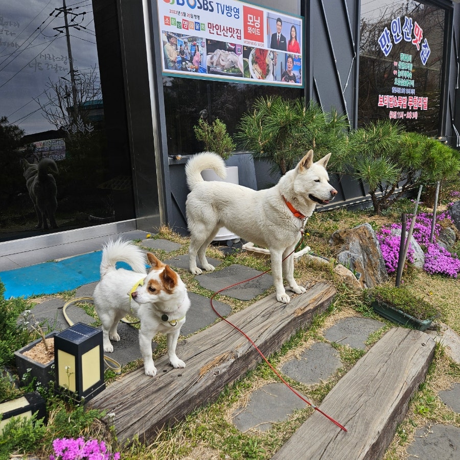 허니우스 사진 4