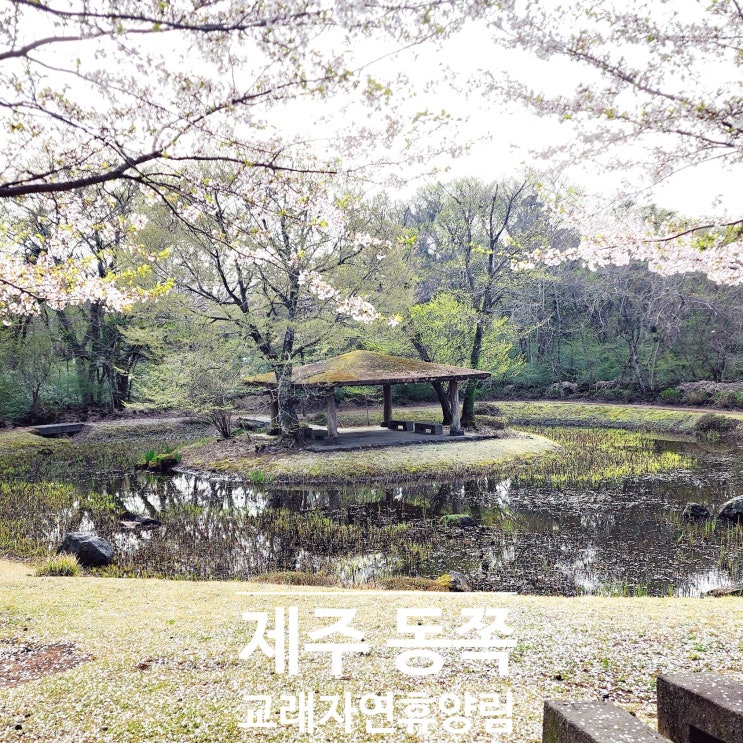  제주교래자연휴양림과 곶자왈생태체험관
