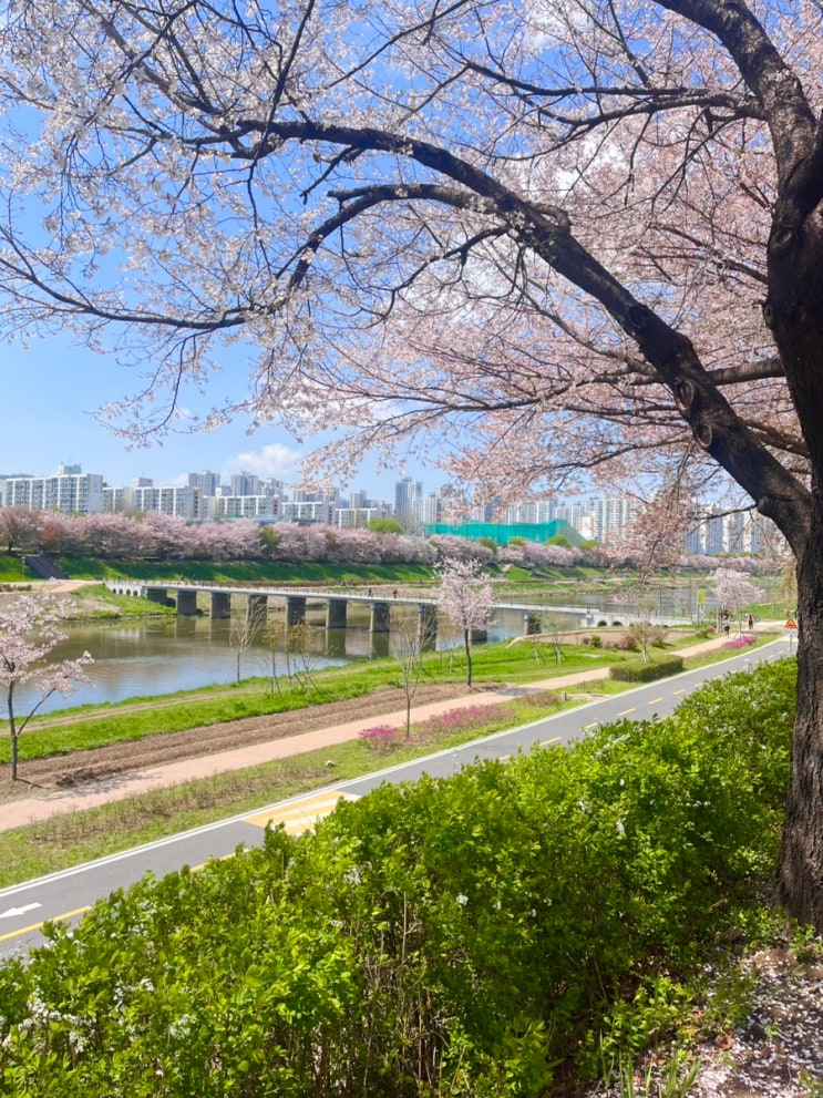  서울 독산역 안양천 벚꽃 실시간, 안양천 벚꽃길