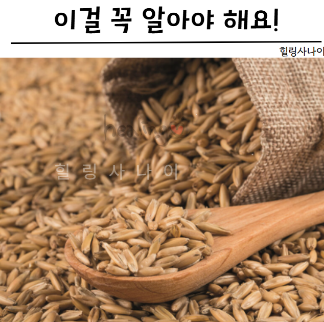 골드 카무트 효소 효능 호라산밀 추출 효과 후기