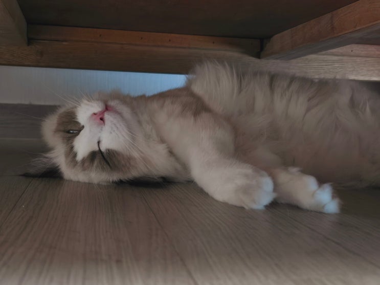  고양이 솜털 귀여운 웃긴 사진 모음