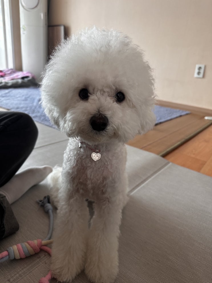  [산책용품] 강아지 인식표 추천, 온포인트릿