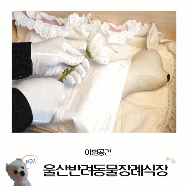  울산반려동물장례식장 정성스런 이별공간과 함께 울산애견장례 울산강아지화장