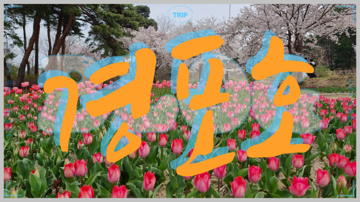  벚꽃 명소 강원도 강릉 경포호 경포 호수 경포대 벚꽃축제