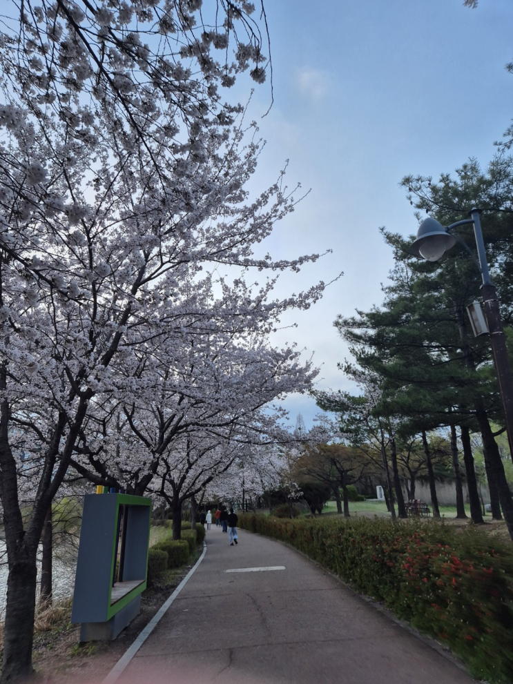  이번주 마지막 벚꽃 명소는 어디? 수원 만석공원은 아직도 벚꽃이 만개!