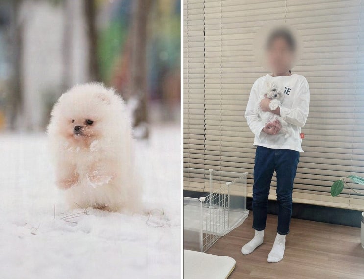  신뢰할 수 있는 부평강아지분양 매장, 마리켄넬