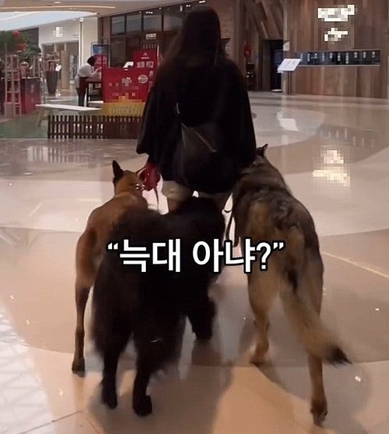 스타필드에 늑대개(울프독) 출현 공포...견주는 당당 "법 어기거나 타인 위협한 적 없어" 스타필드에 늑대개(울프독) 출현 공포...견주는 당당 "법 어기거나 타인 위협한 적 없어"